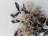  ( - BOT-CHARS-0594)  @11 [ ] CreativeCommons - Attribution (2019) Unspecified Centre for Biodiversity Genomics