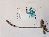  ( - BOT-CHARS-0608)  @11 [ ] CreativeCommons - Attribution (2019) Unspecified Centre for Biodiversity Genomics