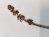  ( - BOT-CHARS-0608)  @11 [ ] CreativeCommons - Attribution (2019) Unspecified Centre for Biodiversity Genomics