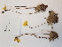  ( - BOT-CHARS-0610)  @11 [ ] CreativeCommons - Attribution (2019) Unspecified Centre for Biodiversity Genomics