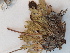  ( - BOT-CHARS-0610)  @11 [ ] CreativeCommons - Attribution (2019) Unspecified Centre for Biodiversity Genomics