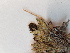  ( - BOT-CHARS-0610)  @11 [ ] CreativeCommons - Attribution (2019) Unspecified Centre for Biodiversity Genomics