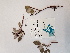  ( - BOT-CHARS-0613)  @11 [ ] CreativeCommons - Attribution (2019) Unspecified Centre for Biodiversity Genomics