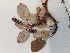  ( - BOT-CHARS-0613)  @11 [ ] CreativeCommons - Attribution (2019) Unspecified Centre for Biodiversity Genomics