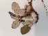  ( - BOT-CHARS-0613)  @11 [ ] CreativeCommons - Attribution (2019) Unspecified Centre for Biodiversity Genomics