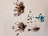  ( - BOT-CHARS-0621)  @11 [ ] CreativeCommons - Attribution (2019) Unspecified Centre for Biodiversity Genomics
