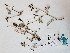 (Astragalus australis var. glabriusculus - BOT-CHARS-0658)  @11 [ ] CreativeCommons - Attribution (2019) Unspecified Centre for Biodiversity Genomics