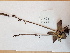  ( - BOT-CHARS-0659)  @11 [ ] CreativeCommons - Attribution (2019) Unspecified Centre for Biodiversity Genomics