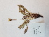  ( - BOT-CHARS-0663)  @11 [ ] CreativeCommons - Attribution (2019) Unspecified Centre for Biodiversity Genomics