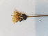  ( - BOT-CHARS-0663)  @11 [ ] CreativeCommons - Attribution (2019) Unspecified Centre for Biodiversity Genomics