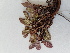  ( - BOT-CHARS-0675)  @11 [ ] CreativeCommons - Attribution (2019) Unspecified Centre for Biodiversity Genomics