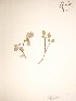  ( - BOT-CHARS-0026)  @11 [ ] CreativeCommons - Attribution (2019) CBG Photography Group Centre for Biodiversity Genomics