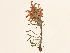  ( - BOT-CHARS-0036)  @11 [ ] CreativeCommons - Attribution (2019) CBG Photography Group Centre for Biodiversity Genomics