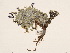  ( - BOT-CHARS-0037)  @11 [ ] CreativeCommons - Attribution (2019) CBG Photography Group Centre for Biodiversity Genomics