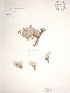  ( - BOT-CHARS-0037)  @11 [ ] CreativeCommons - Attribution (2019) CBG Photography Group Centre for Biodiversity Genomics