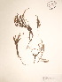  ( - BOT-CHARS-0052)  @11 [ ] CreativeCommons - Attribution (2019) CBG Photography Group Centre for Biodiversity Genomics