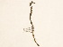  ( - BOT-CHARS-0058)  @11 [ ] CreativeCommons - Attribution (2019) CBG Photography Group Centre for Biodiversity Genomics