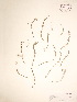  ( - BOT-CHARS-0058)  @11 [ ] CreativeCommons - Attribution (2019) CBG Photography Group Centre for Biodiversity Genomics