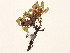  ( - BOT-CHARS-0069)  @11 [ ] CreativeCommons - Attribution (2019) CBG Photography Group Centre for Biodiversity Genomics