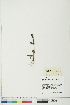  ( - BOT-CHARS-0327)  @11 [ ] CreativeCommons - Attribution (2018) CBG Photography Group Centre for Biodiversity Genomics