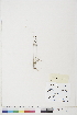  ( - BOT-CHARS-0423)  @11 [ ] CreativeCommons - Attribution (2019) CBG Photography Group Centre for Biodiversity Genomics