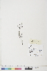  ( - BOT-CHARS-0429)  @11 [ ] CreativeCommons - Attribution (2019) CBG Photography Group Centre for Biodiversity Genomics