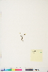  ( - BOT-CHARS-0445)  @11 [ ] CreativeCommons - Attribution (2019) CBG Photography Group Centre for Biodiversity Genomics