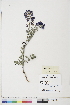  ( - BOT-CHARS-0456)  @11 [ ] CreativeCommons - Attribution (2019) CBG Photography Group Centre for Biodiversity Genomics