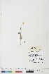  ( - BOT-CHARS-0472)  @11 [ ] CreativeCommons - Attribution (2019) CBG Photography Group Centre for Biodiversity Genomics