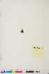  ( - BOT-CHARS-0473)  @11 [ ] CreativeCommons - Attribution (2019) CBG Photography Group Centre for Biodiversity Genomics