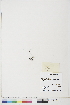  ( - BOT-CHARS-0474)  @11 [ ] CreativeCommons - Attribution (2019) CBG Photography Group Centre for Biodiversity Genomics