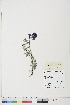  ( - BOT-CHARS-0479)  @11 [ ] CreativeCommons - Attribution (2019) CBG Photography Group Centre for Biodiversity Genomics