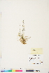  ( - BOT-CHARS-0487)  @11 [ ] CreativeCommons - Attribution (2019) CBG Photography Group Centre for Biodiversity Genomics