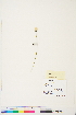  ( - BOT-CHARS-0498)  @11 [ ] CreativeCommons - Attribution (2019) CBG Photography Group Centre for Biodiversity Genomics