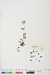  ( - BOT-CHARS-0499)  @11 [ ] CreativeCommons - Attribution (2019) CBG Photography Group Centre for Biodiversity Genomics
