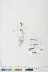  ( - BOT-CHARS-0715)  @11 [ ] CreativeCommons - Attribution (2019) CBG Photography Group Centre for Biodiversity Genomics