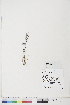  ( - BOT-CHARS-0735)  @11 [ ] CreativeCommons - Attribution (2019) CBG Photography Group Centre for Biodiversity Genomics