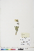  ( - BOT-CHARS-0774)  @11 [ ] CreativeCommons - Attribution (2019) CBG Photography Group Centre for Biodiversity Genomics