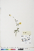  ( - BOT-CHARS-0793)  @11 [ ] CreativeCommons - Attribution (2019) CBG Photography Group Centre for Biodiversity Genomics
