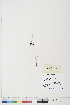  ( - BOT-CHARS-0799)  @11 [ ] CreativeCommons - Attribution (2019) CBG Photography Group Centre for Biodiversity Genomics