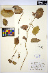  ( - HERB0152)  @11 [ ] CreativeCommons - Attribution Non-Commercial Share-Alike (2013) Unspecified UBC Herbarium