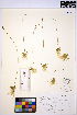  ( - HERB0164)  @11 [ ] CreativeCommons - Attribution Non-Commercial Share-Alike (2013) Unspecified UBC Herbarium