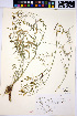  (Astragalus sclerocarpus - HERB0275)  @11 [ ] CreativeCommons - Attribution Non-Commercial Share-Alike (2013) Unspecified UBC Herbarium
