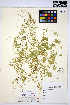  ( - HERB0214)  @11 [ ] CreativeCommons - Attribution Non-Commercial Share-Alike (2013) Unspecified UBC Herbarium