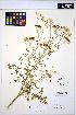  ( - HERB0028)  @11 [ ] CreativeCommons - Attribution Non-Commercial Share-Alike (2013) Unspecified UBC Herbarium