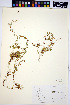  ( - HERB0230)  @11 [ ] CreativeCommons - Attribution Non-Commercial Share-Alike (2013) Unspecified UBC Herbarium