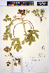  ( - HERB0033)  @11 [ ] CreativeCommons - Attribution Non-Commercial Share-Alike (2013) Unspecified UBC Herbarium