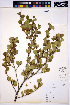  ( - HERB0070)  @11 [ ] CreativeCommons - Attribution Non-Commercial Share-Alike (2013) Unspecified UBC Herbarium
