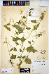  ( - HERB0136)  @11 [ ] CreativeCommons - Attribution Non-Commercial Share-Alike (2013) Unspecified UBC Herbarium