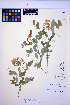  ( - HERB0293)  @11 [ ] CreativeCommons - Attribution Non-Commercial Share-Alike (2013) Unspecified UBC Herbarium